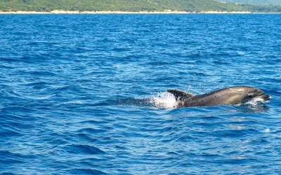 Delfini pred vrati kampa Kovačine